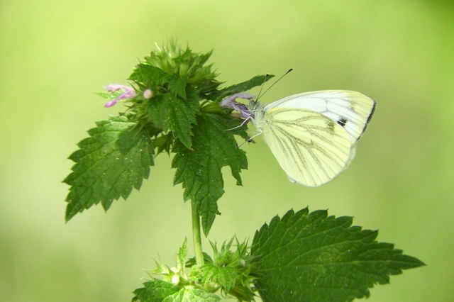 Pieris napi - repcelepke