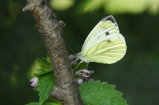 Pieris napi - repcelepke