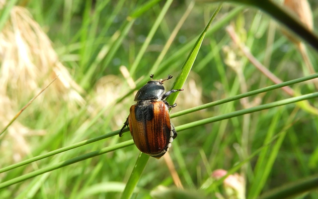 Anisoplia austriaca - osztrák szipoly