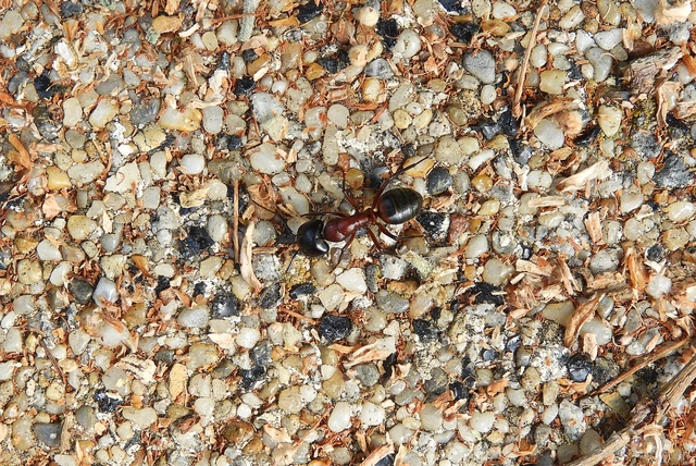 Camponotus ligniperda - faodvasító lóhangya