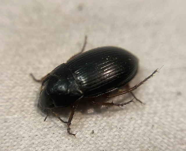Amara saphyrea - azúrkék közfutó Amara saphyrea - azúrkék közfutó