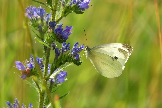 Pieris rapae - répalepke