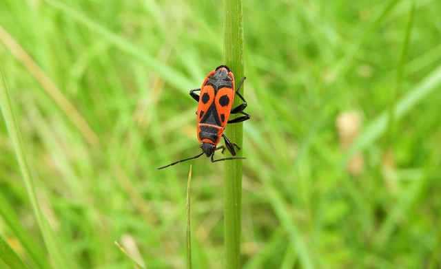 Pyrrhocoris apterus - verőköltő poloska