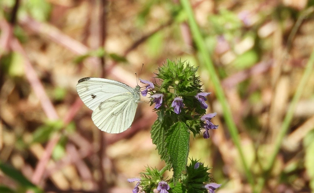 Pieris napi - repcelepke