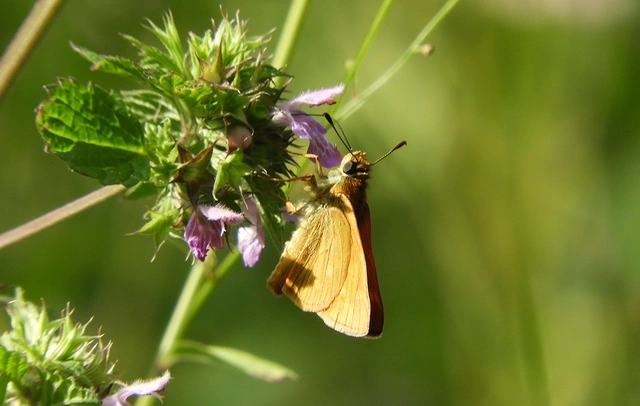 Ochlodes sylvanus - erdei busalepke