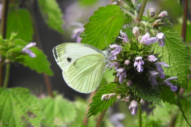 Pieris napi - repcelepke