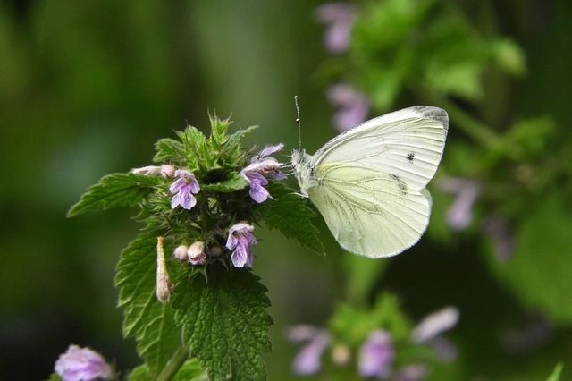 Pieris napi - repcelepke
