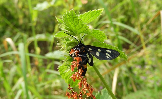 Amata phegea - fehérpettyes álcsüngőlepke