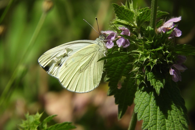 Pieris napi - repcelepke