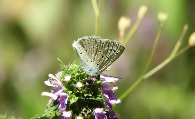 Polyommatus daphnis - csipkés boglárka