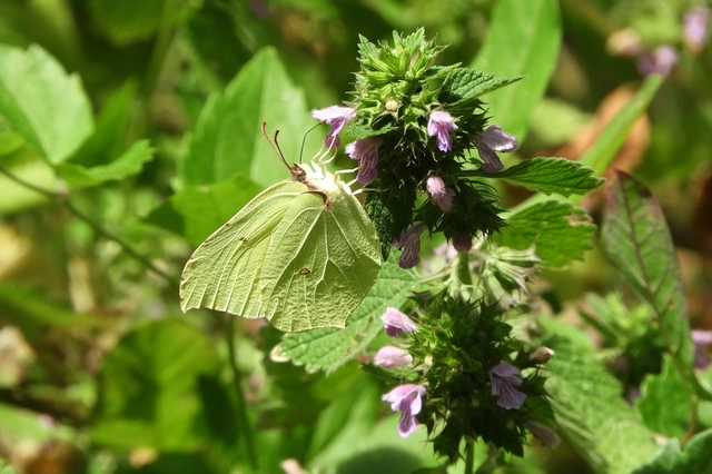 Gonepteryx rhamni - citromlepke