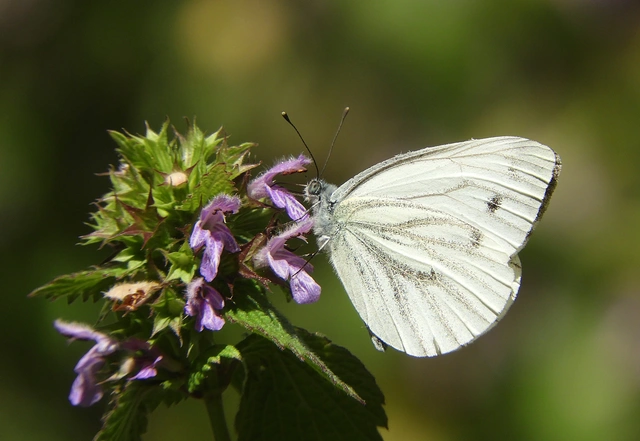 Pieris napi - repcelepke