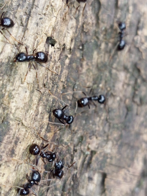 Lasius fuliginosus - kartonépítő fahangya