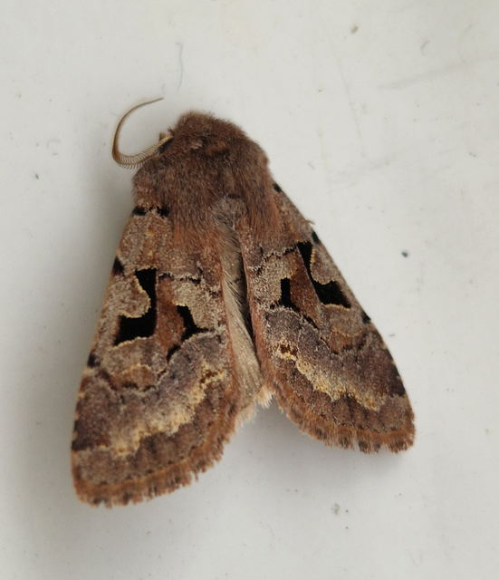 Orthosia gothica - feketefoltos barkabagoly