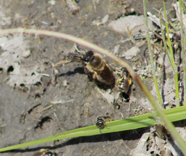 Colletes cunicularius - tavaszi selyemméh