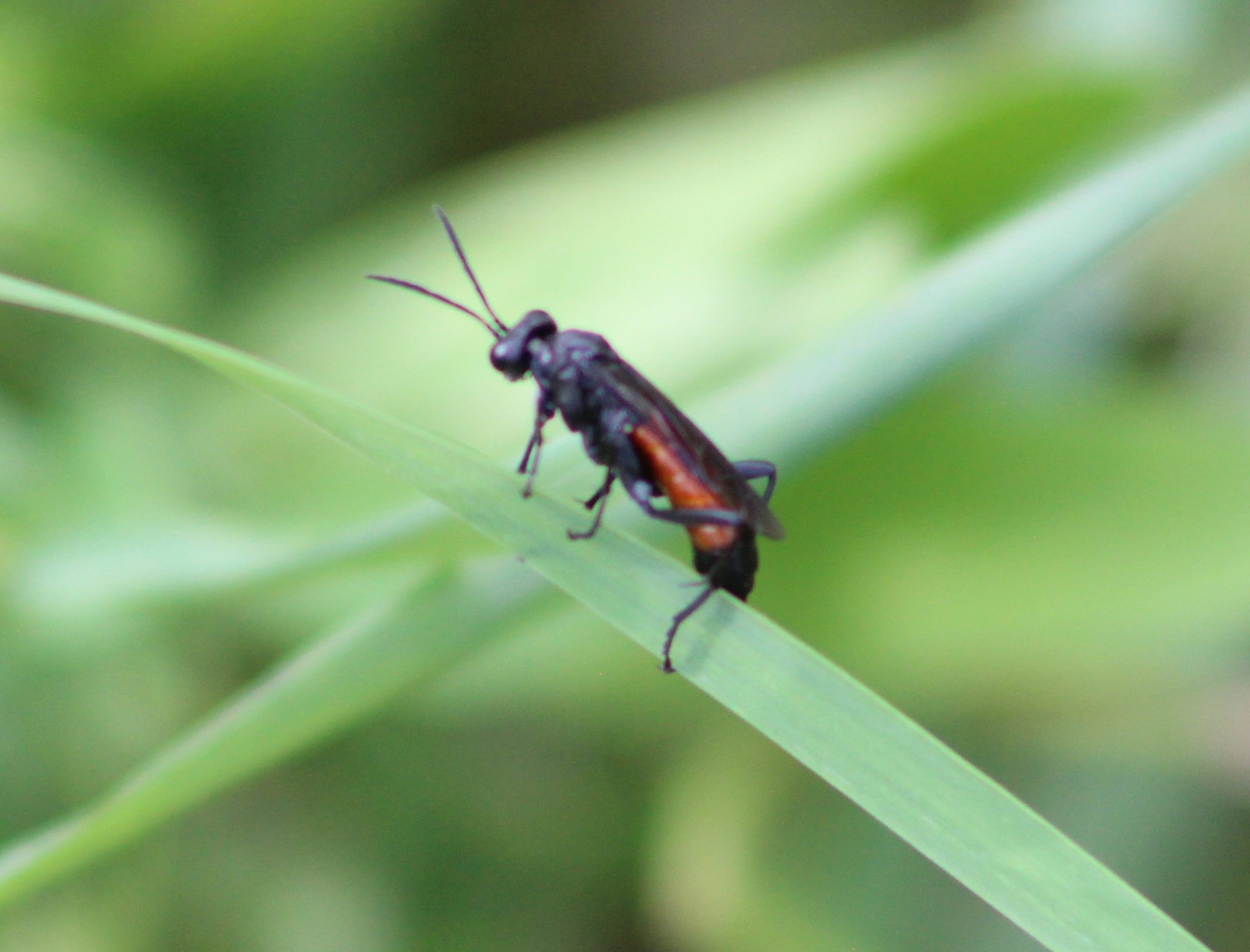 Macrophya annulata