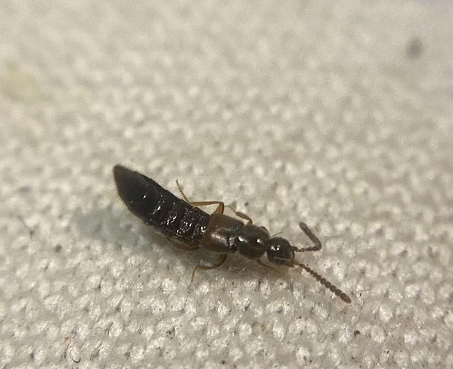 Amarochara forticornis - fészeklakó vastagcsápúholyva