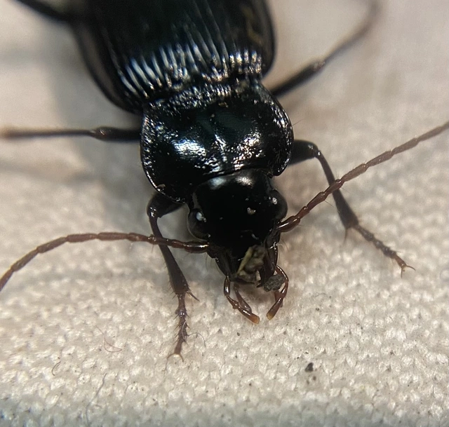 Nebria brevicollis - rövidnyakú partfutó