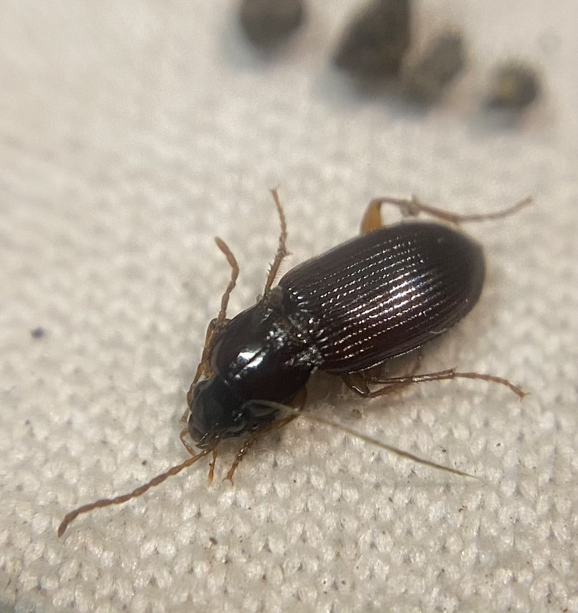 Pedius longicollis - csinos gyászfutó