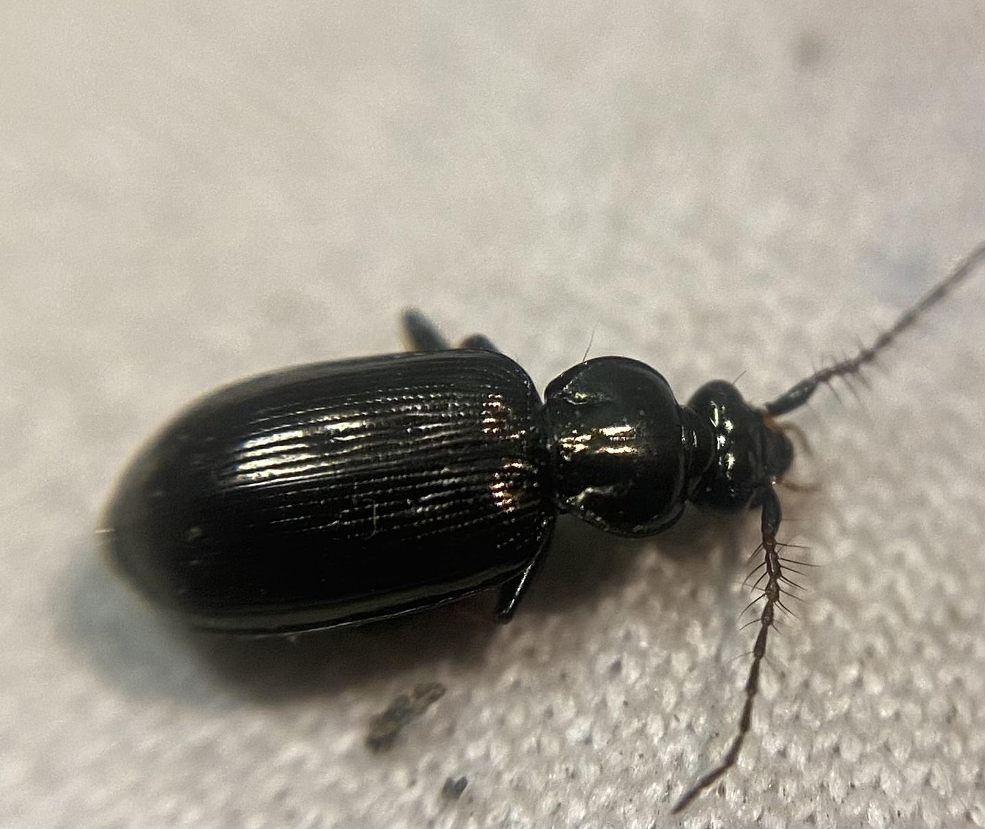 Loricera pilicornis - pilláscsápú futó