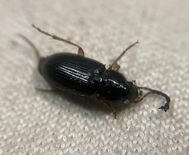 Stenolophus mixtus - közönséges turzásfutó