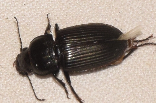 Anisodactylus signatus - nagy homlokjegyesfutó