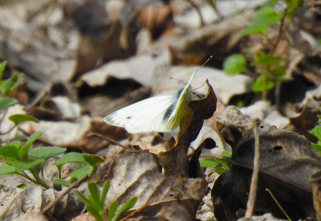 Pieris napi - repcelepke