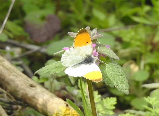 Anthocharis cardamines - hajnalpírlepke
