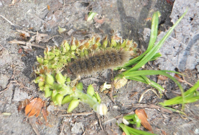 Amata phegea - fehérpettyes álcsüngőlepke