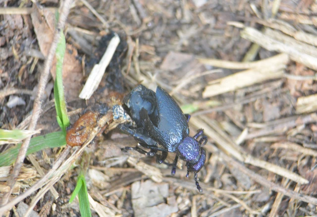Meloe proscarabaeus - közönséges nünüke