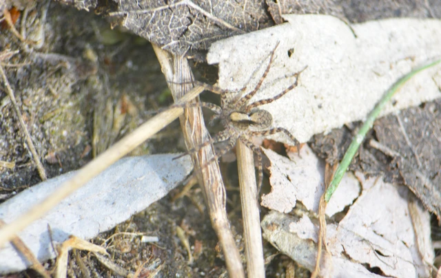 Pardosa