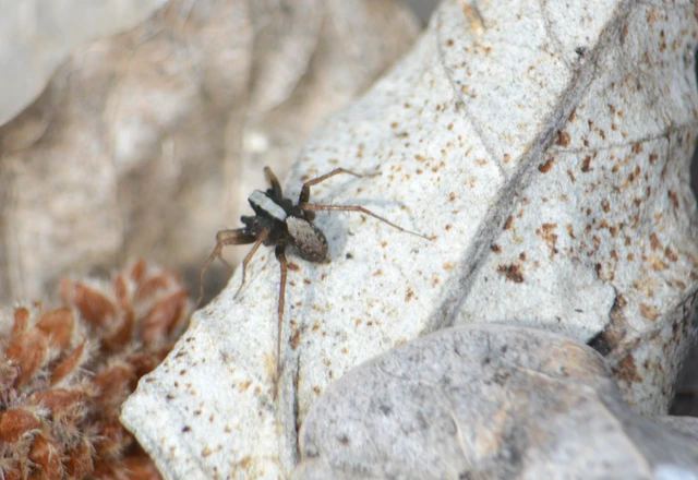 Pardosa alacris/lugubris