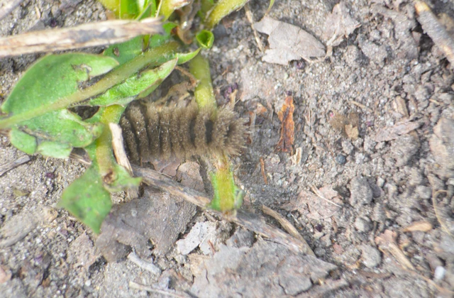 Amata phegea - fehérpettyes álcsüngőlepke