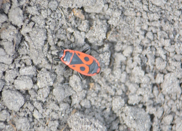 Pyrrhocoris apterus - verőköltő poloska