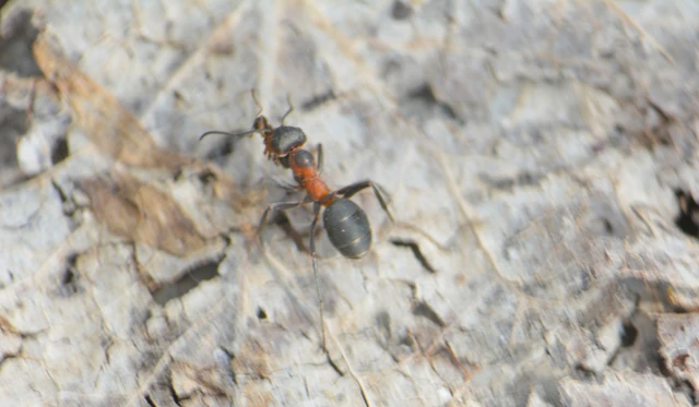 Formica pratensis - réti vöröshangya