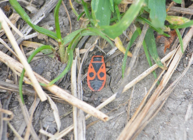 Pyrrhocoris apterus - verőköltő poloska