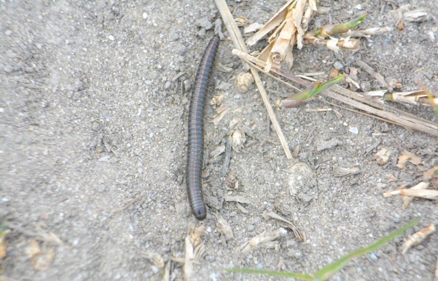 Diplopoda - Ikerszelvényesek