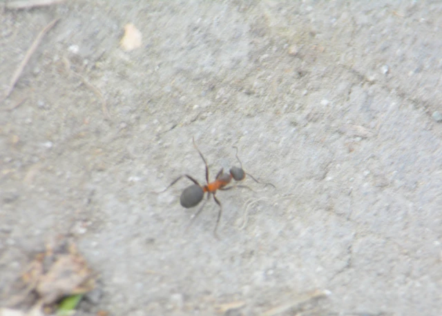Formica pratensis - réti vöröshangya