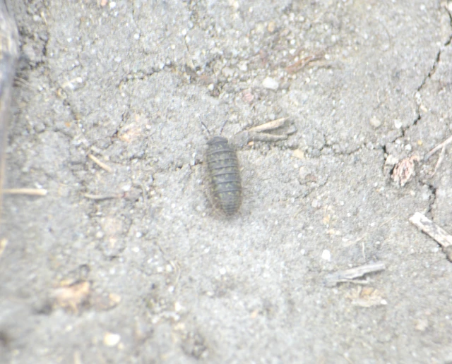 Isopoda - Ászkarákok