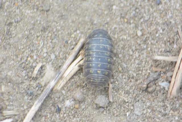 Isopoda - Ászkarákok