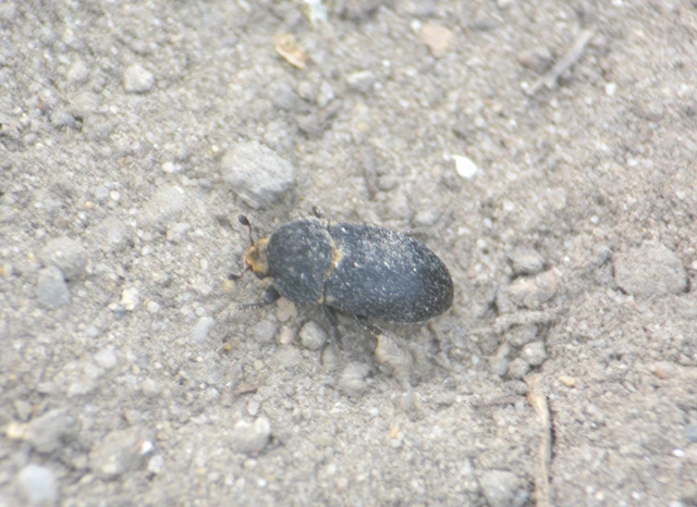 Dermestes laniarius - gyászos porva Dermestes laniarius - gyászos porva