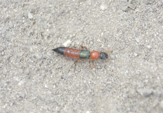 Paederus littoralis - réti partiholyva