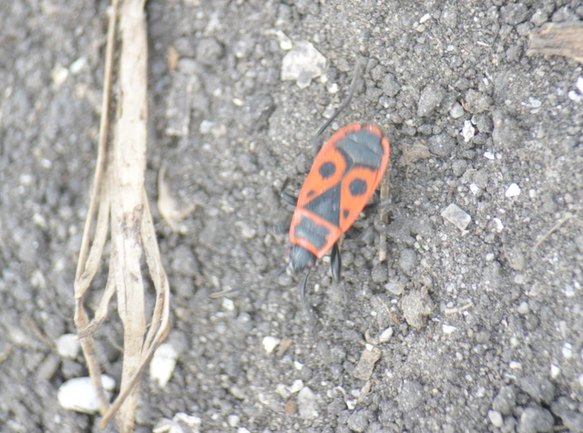 Pyrrhocoris apterus - verőköltő poloska