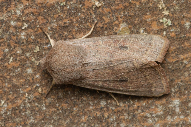 Orthosia cerasi - közepes barkabagoly