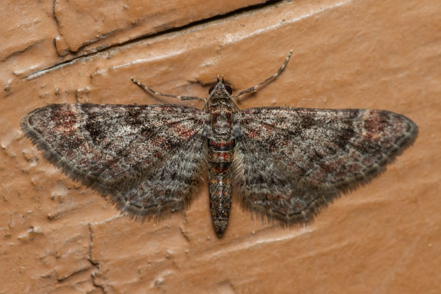 Gymnoscelis rufifasciata - vöröscsíkos törpearaszoló