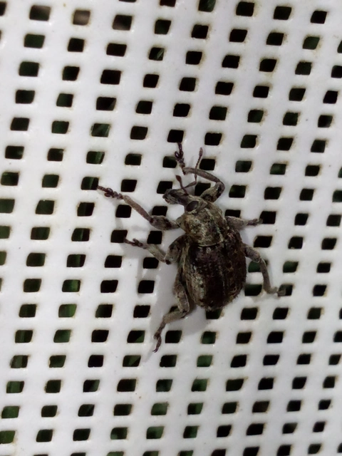 Brachypera zoilus - lucerna-gubósormányos