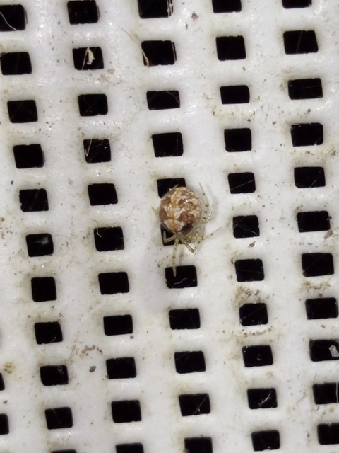 Theridion
