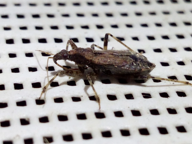 Himacerus mirmicoides - csalán-tolvajpoloska