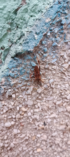 Leptoglossus occidentalis - nyugati levéllábú poloska Leptoglossus occidentalis - nyugati levéllábú poloska