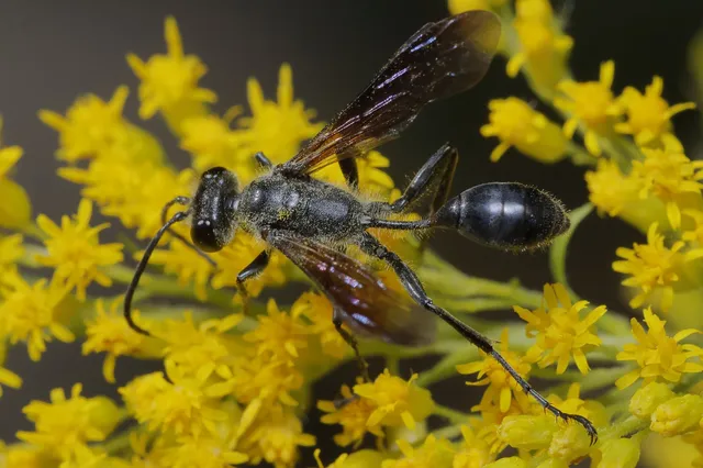 Isodontia mexicana - mexikói fűdarázs